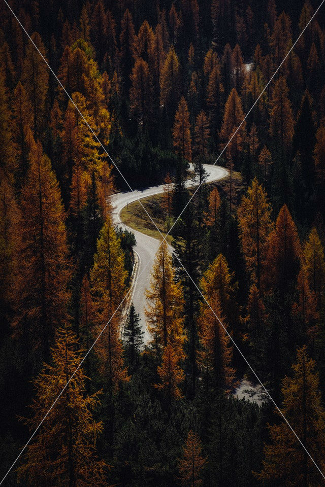 asphalt road between brown trees