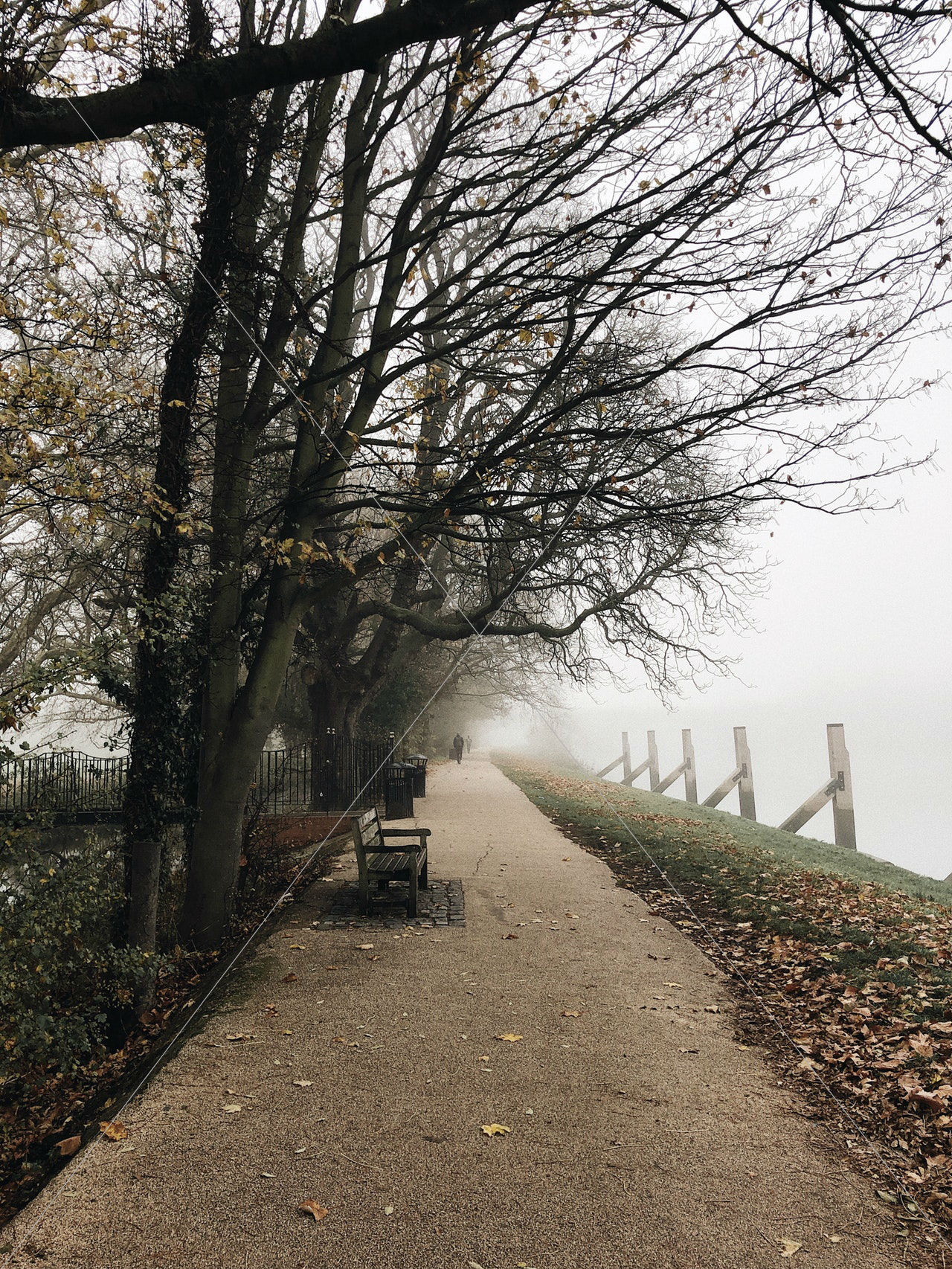 bench near bare tree
