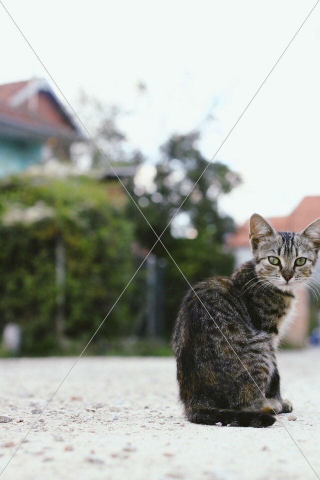 cat sitting on ground