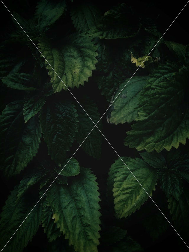 close up of green leaves