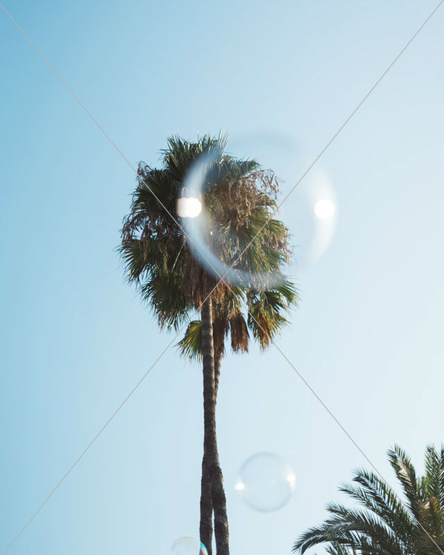 coconut trees