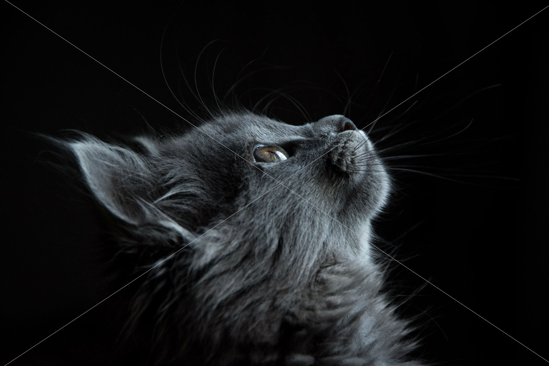 gray cat