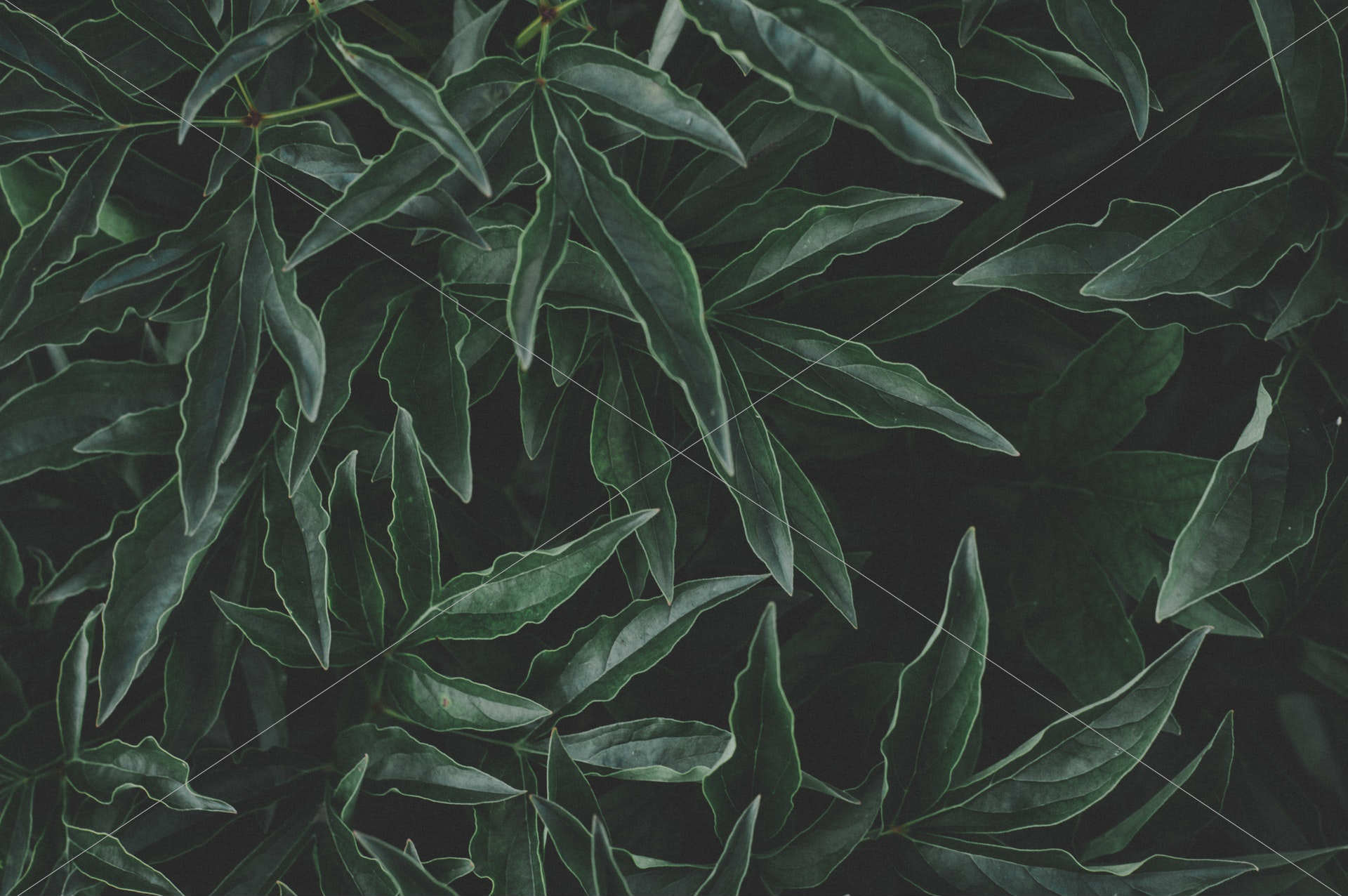green leaves photo