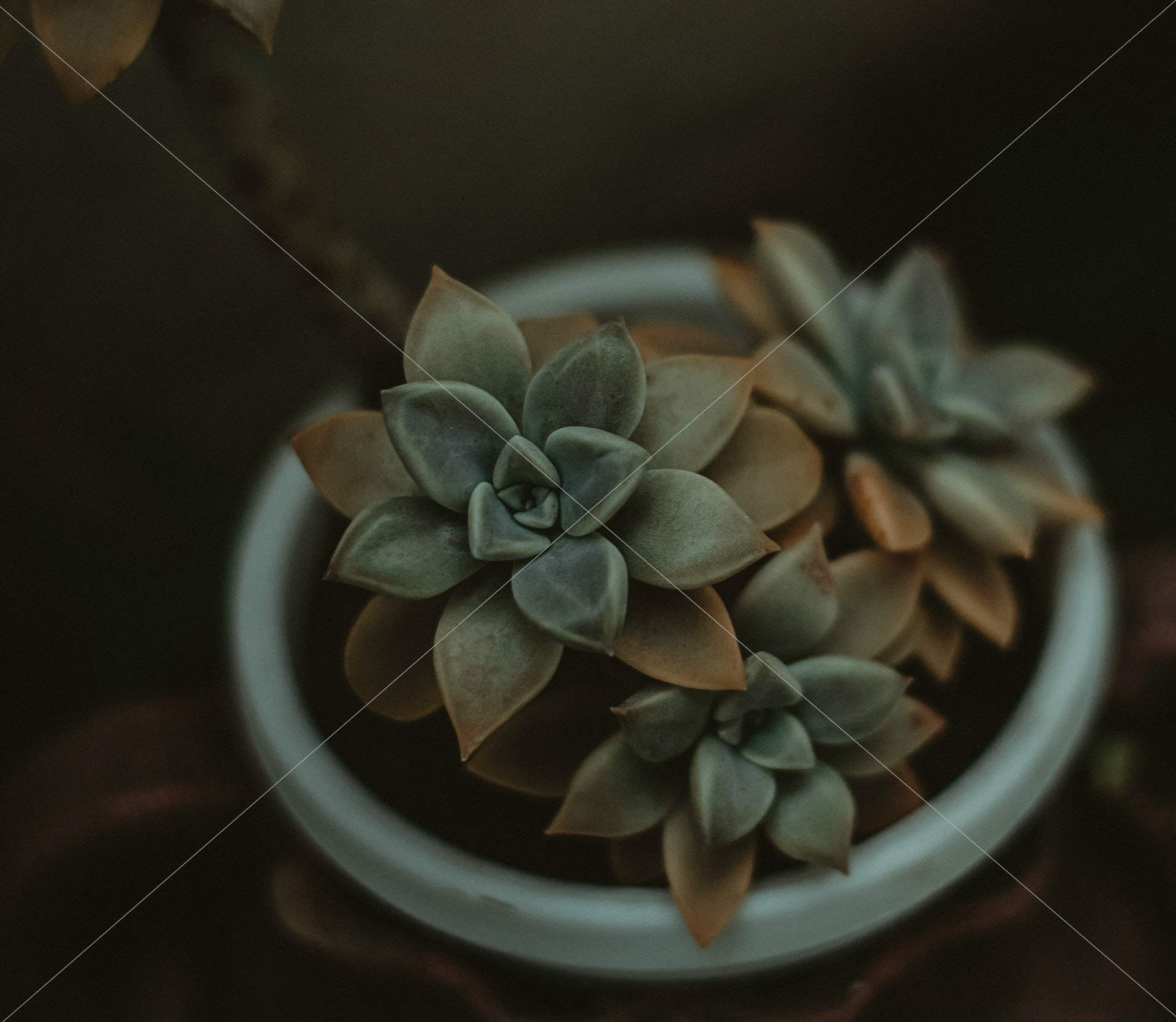 green succulents blooming