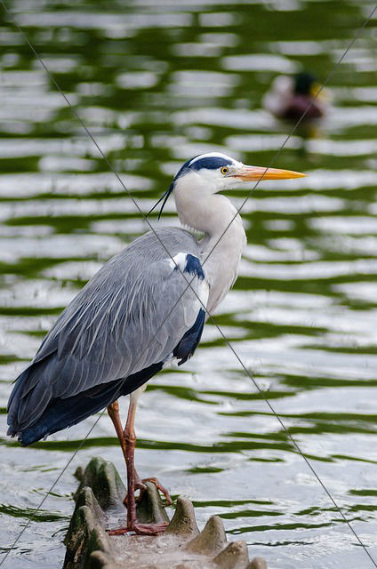 heron