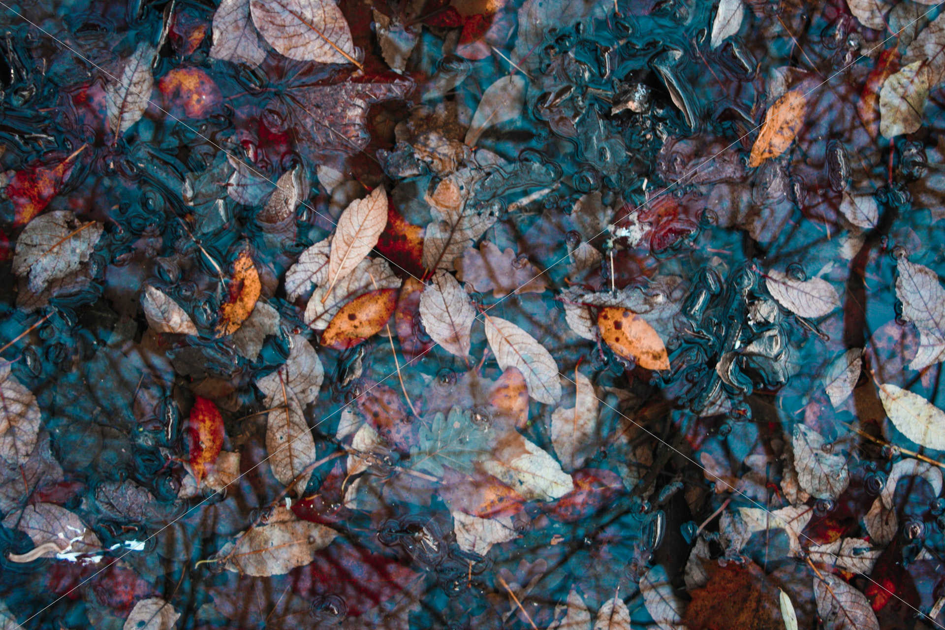 leaves submerged in water