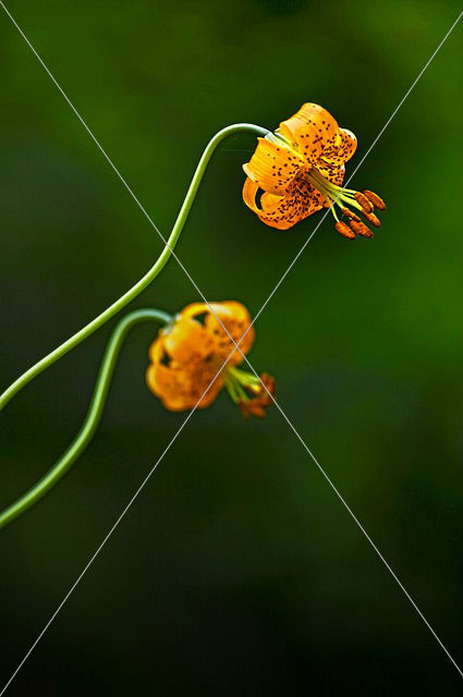 lily
