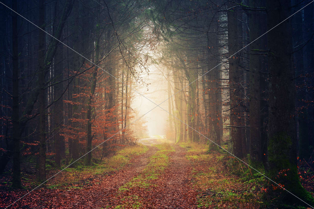 pathway