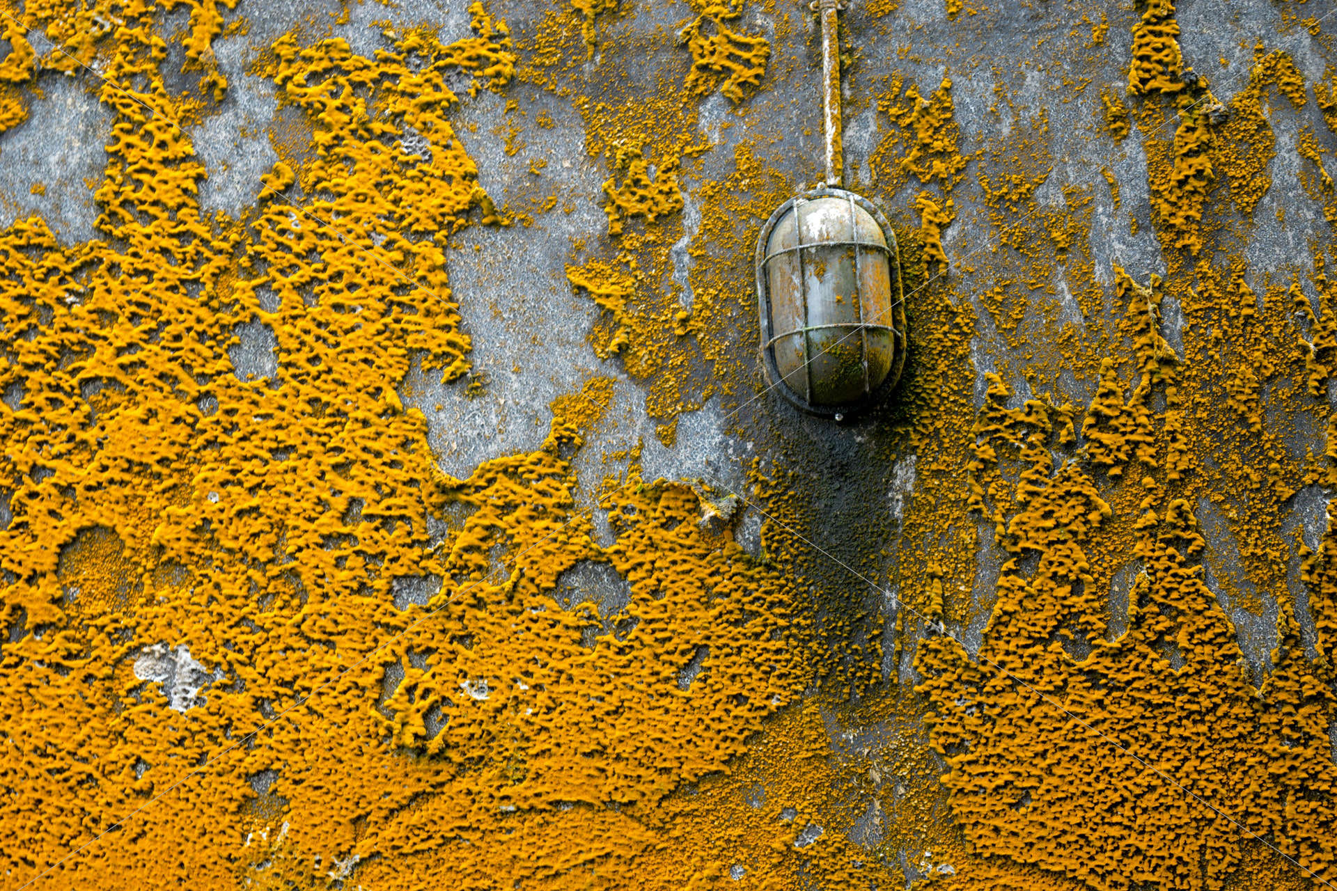 pavement with orange mold
