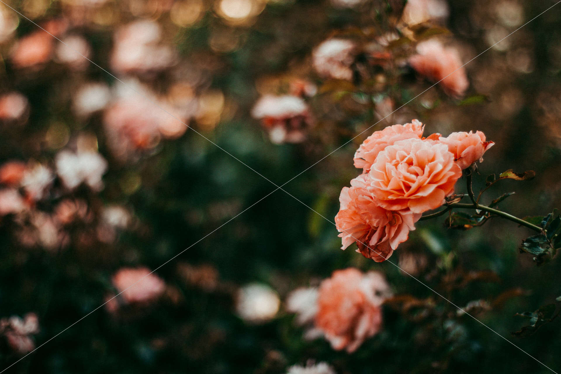pink petal flowers in shallow