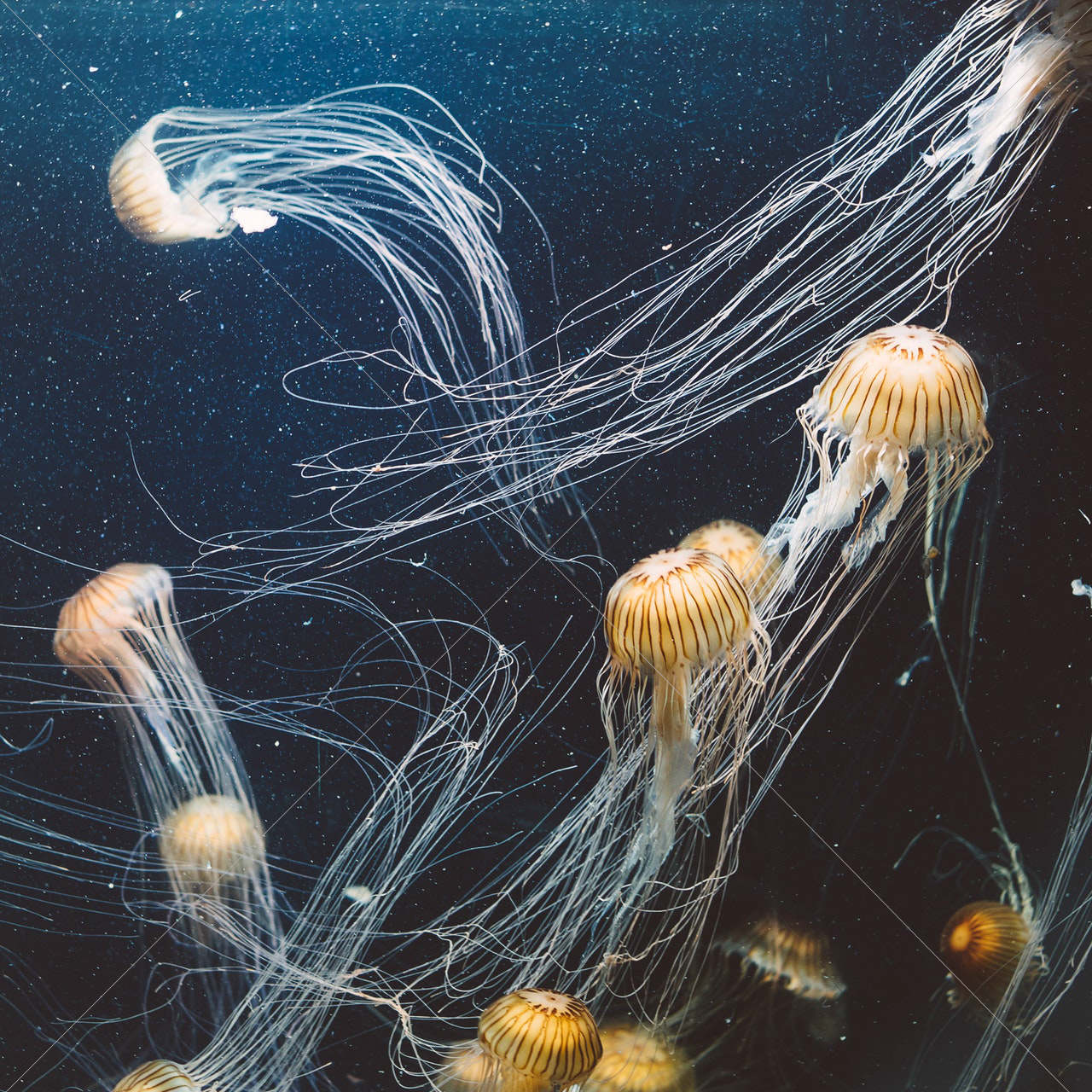 school of jellyfish underwater