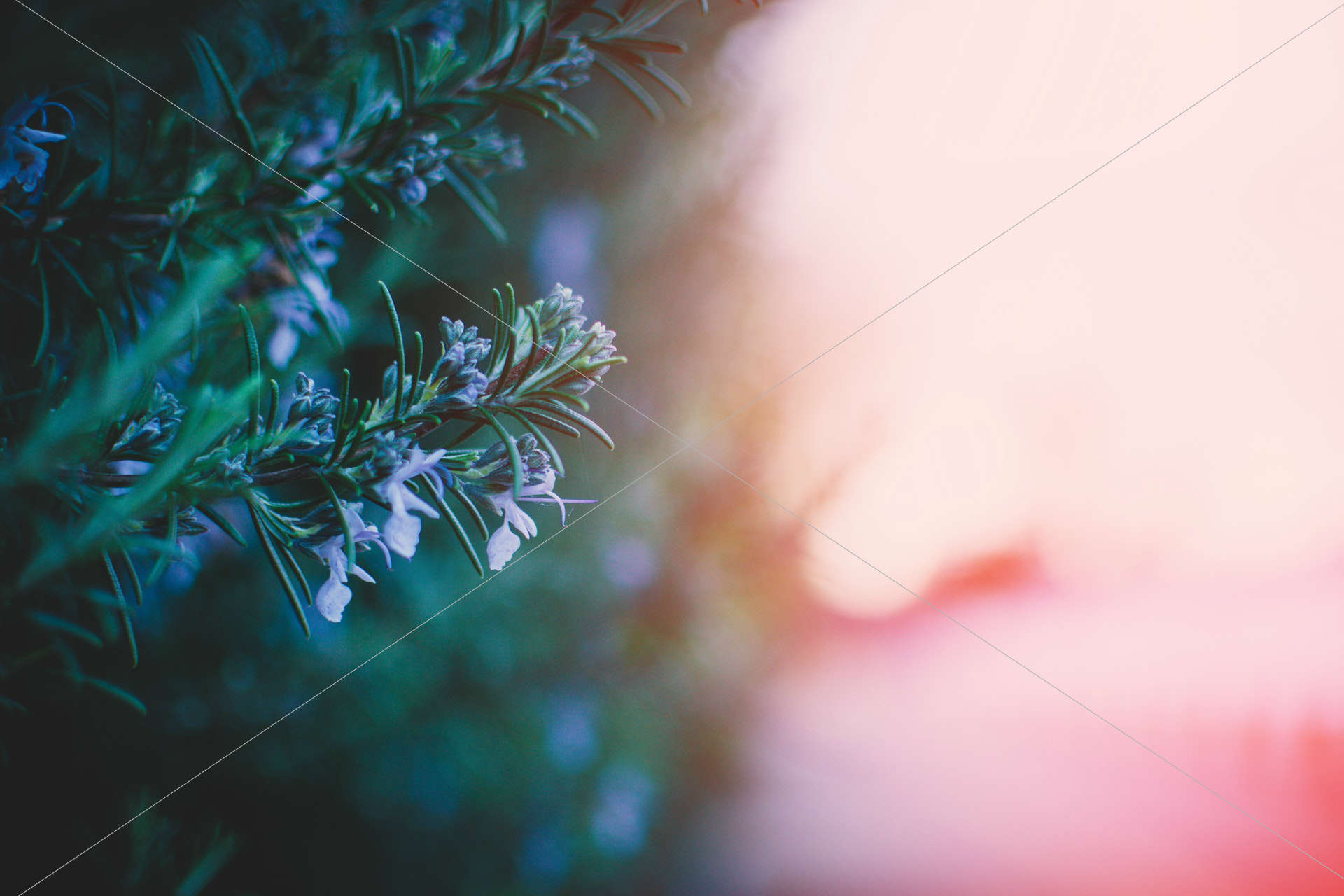 selective focus photography of flowers