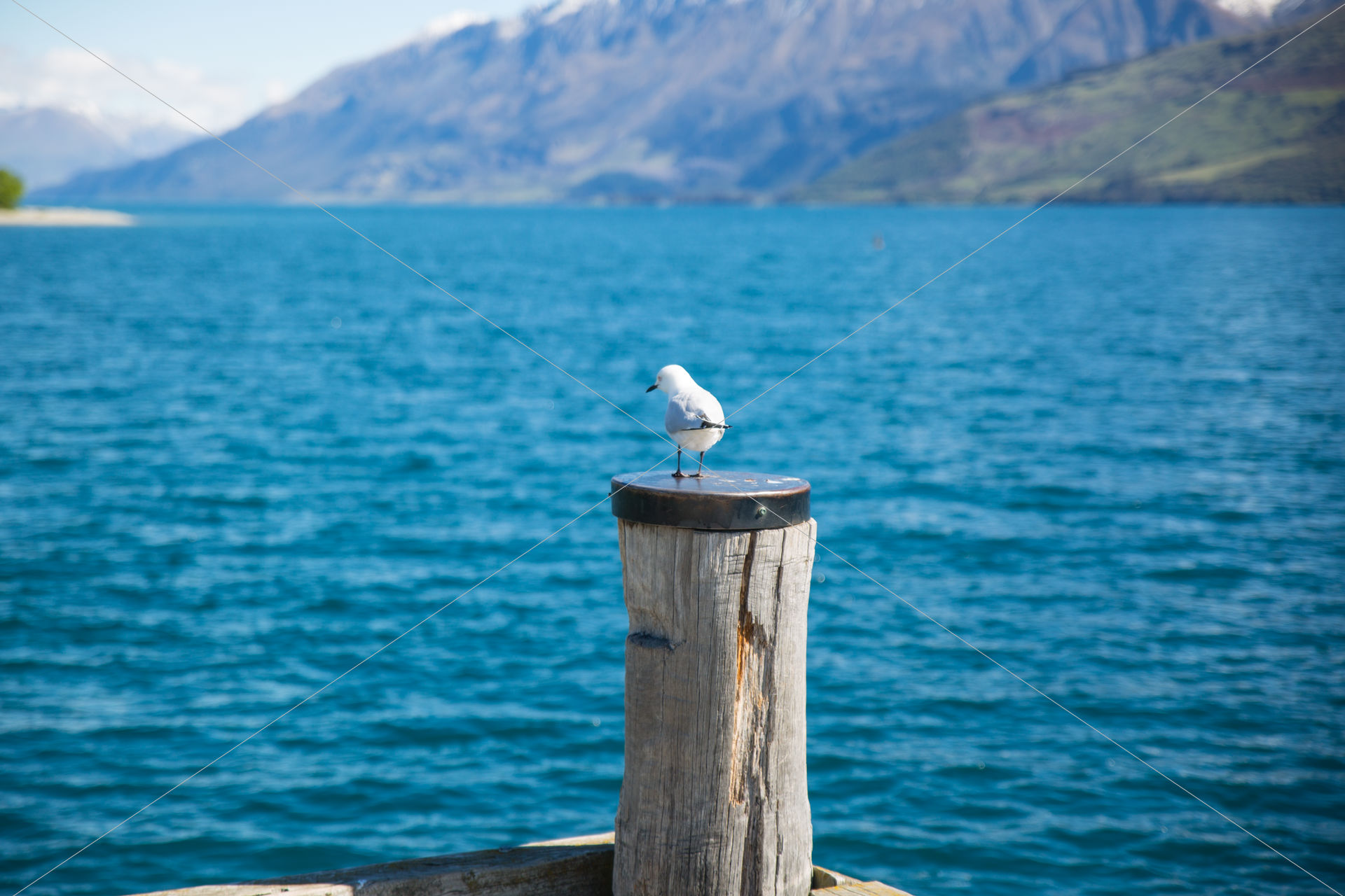 white gull