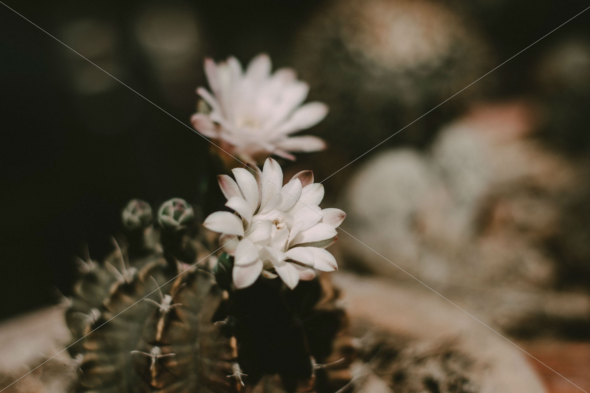 white petaled flowers